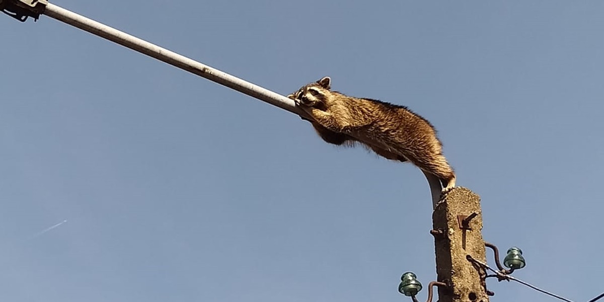 Żabów. Szop pracz spał na latarni. 