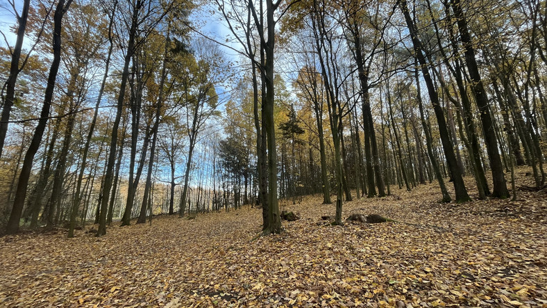 Las w okolicy leśniczówki w Osierodku, gm. Czarna Białostocka