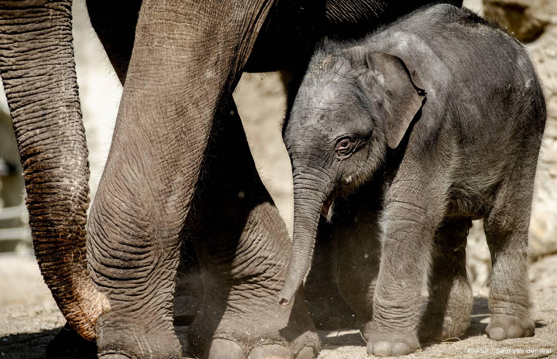 100 kg olifantje met kerst geboren in Artis: publiek kiest naam