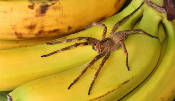 Wałęsaki brazylijskie to najbardziej jadowite pająki. Przyjeżdżają do nas z bananami