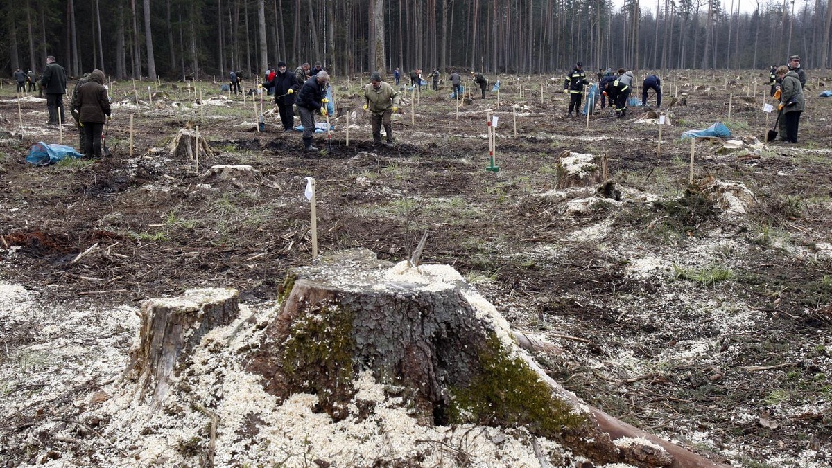 sadzenie drzew Puszcza Białowieska