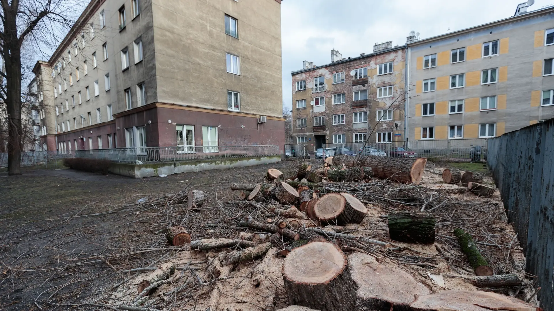 Polska smaży się w "betonozie". Eksperci: Cofnęliśmy się w rozwoju. W latach 50. sadzono drzewa, dziś tnie się je na potęgę