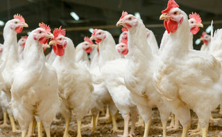 W katowicach protest na rzecz poprawy warunków hodowli kurczaków