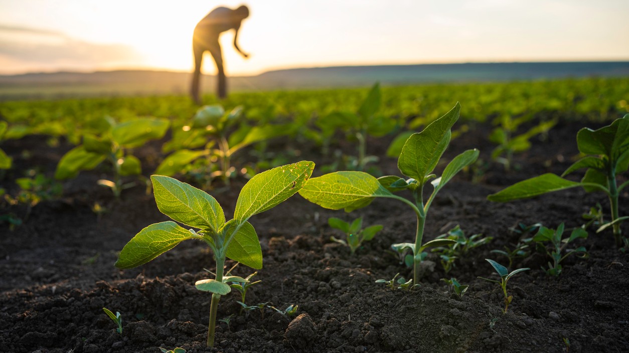 Nedostatok zrážok ohrozuje úrodový potenciál plodín. (ilustračné foto)