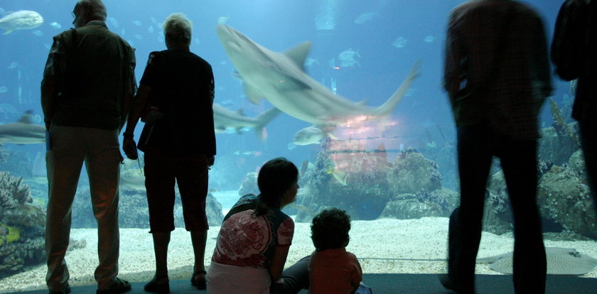 Chcą zbudować w Rzeszowie oceanarium