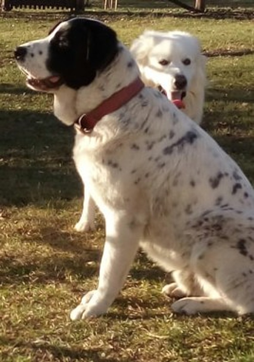 Reks se dobro slagao sa decom, odraslima, ali i sa ostalim psima: kažu komšije