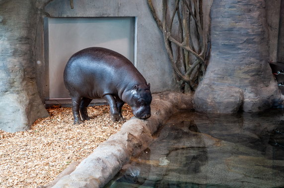 Nowy dom dla hipopotamów w krakowskim ZOO