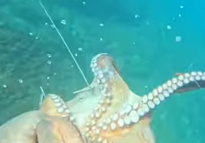 Splićanin ulovi ogromnu hobotnicu