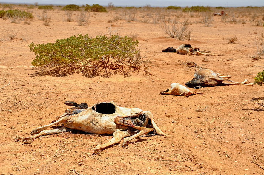 Zwierzęta, które zginęły z powodu suszy w rejonie Somaliland w 2011 roku, fot. Oxfam East Africa, lic. CC BY 2.0