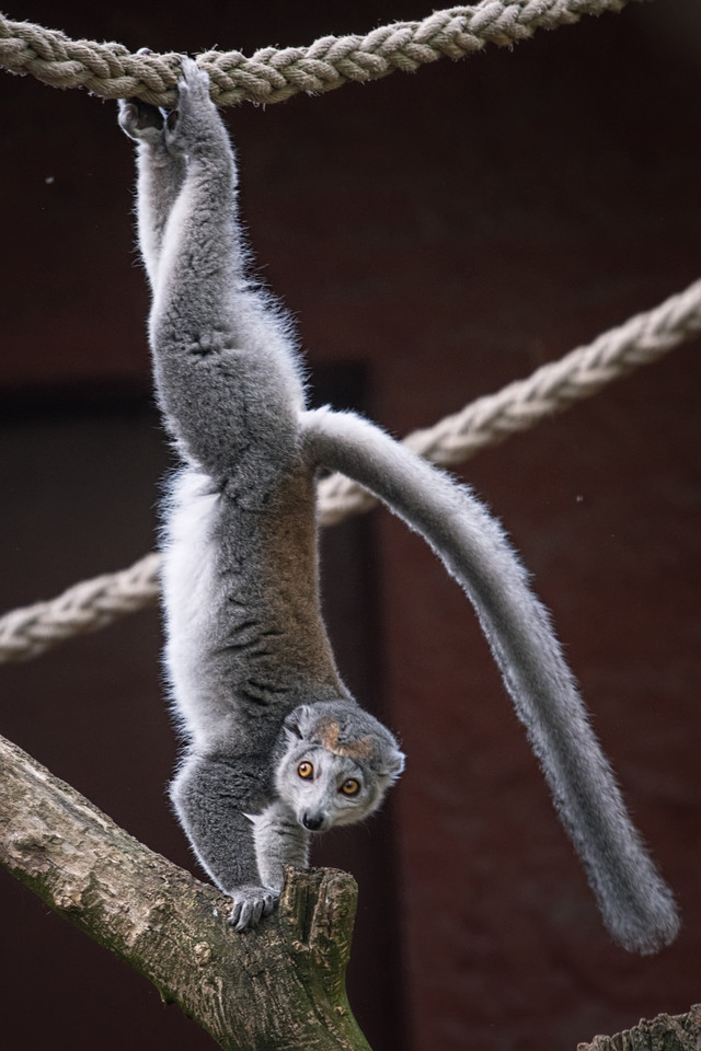 Lemur koroniasty