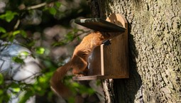 Co jedzą wiewiórki? Jak dokarmiać je zimą w ogrodzie? Wskazówki eksperta