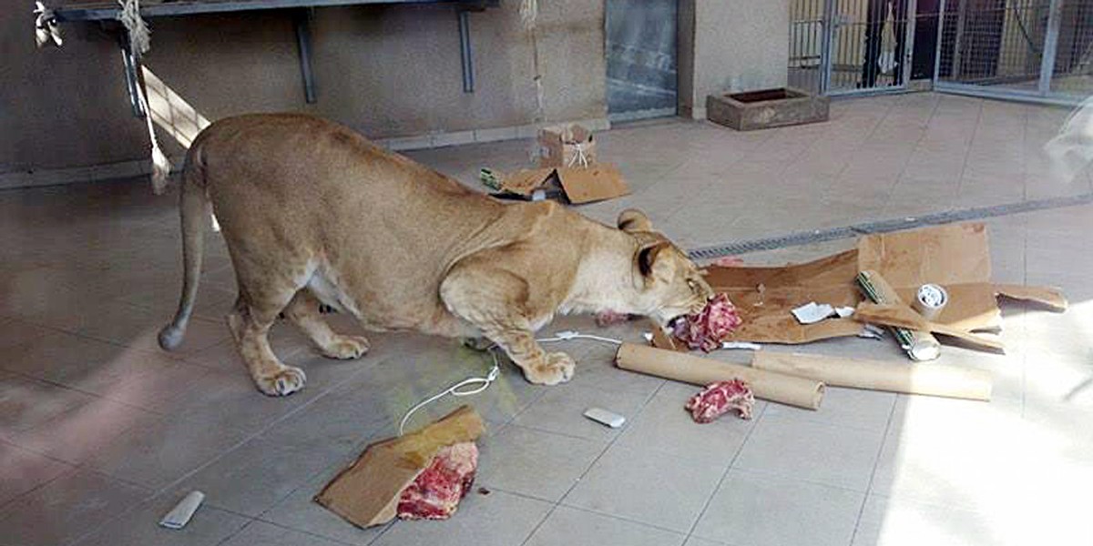 Zajączek przyszedł do zwierząt w chorzowskim Zoo