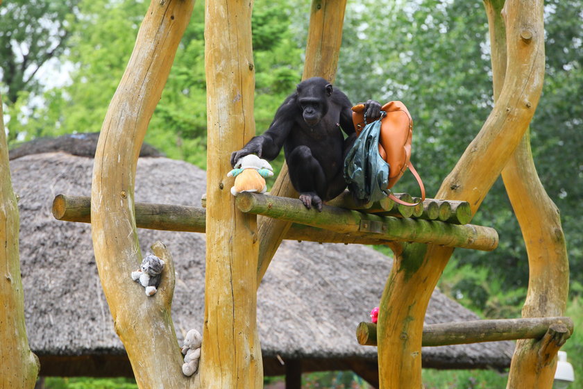 Przynieś zabawki dla zwierzaków z warszawskiego ZOO