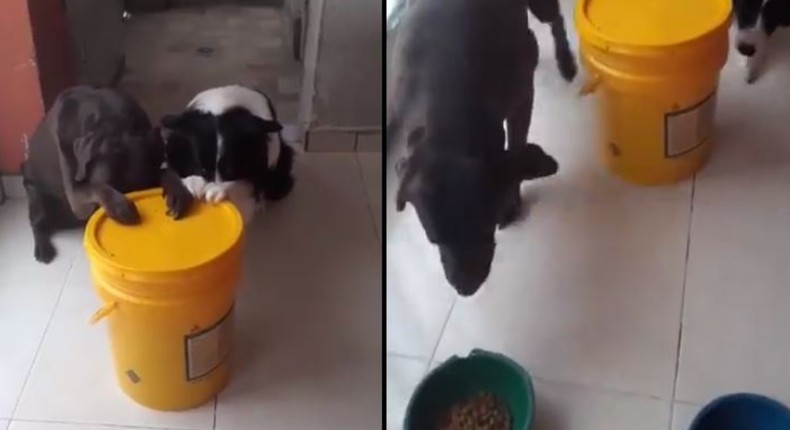 Video of dogs praying before eating gets social media users reacting