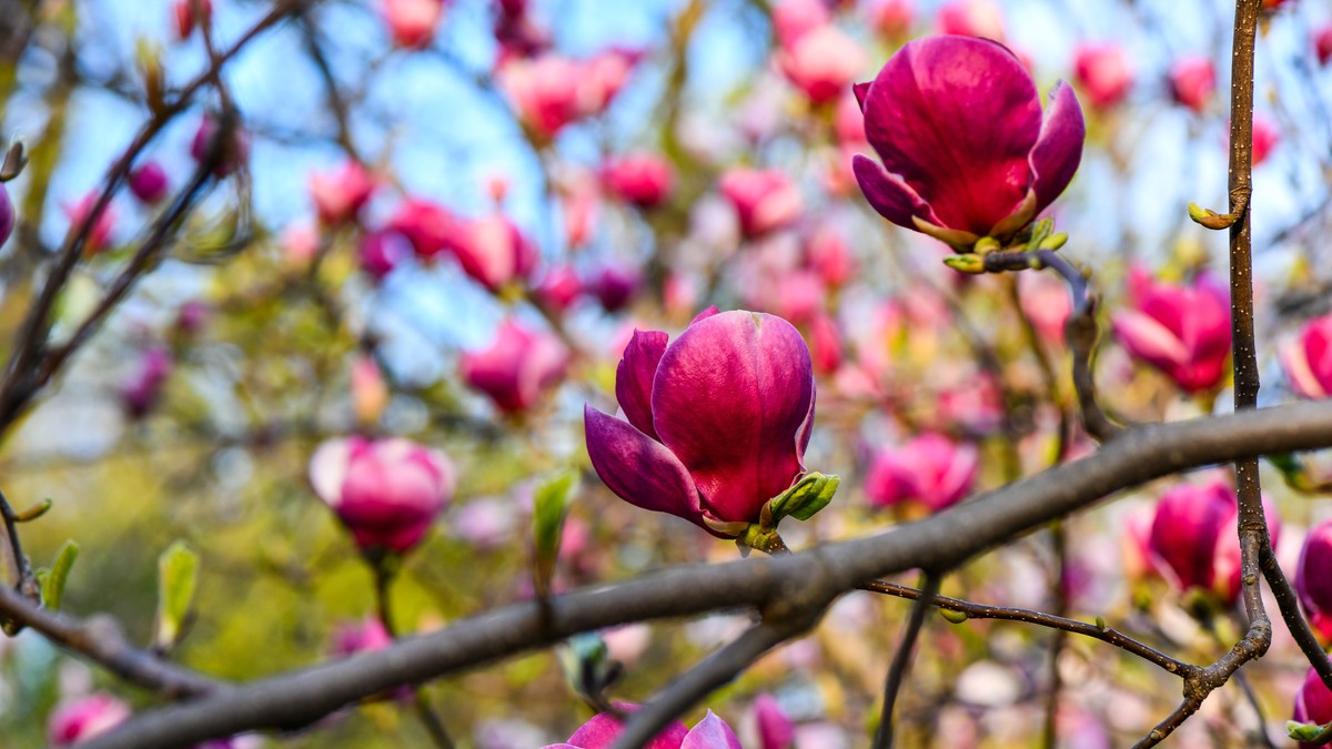 Stručnjak za cveće izdvojio najlepše drvo koje cveta do zime