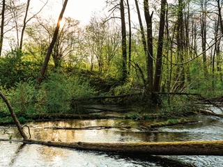 Park Krajobrazowy Wzgórz Dylewskich oferuje m.in. wycieczkę dwukilometrowym szlakiem przez las, wśród oczek wodnych i mokradeł.