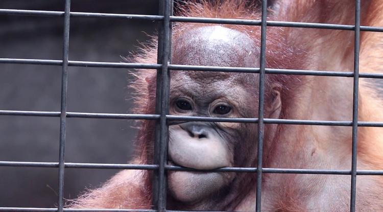 Sokkoló! Megtalálták a világ legszomorúbb állatkertjét