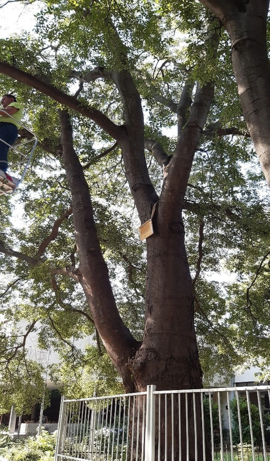 Koprivić u ulici Miroslava Antića