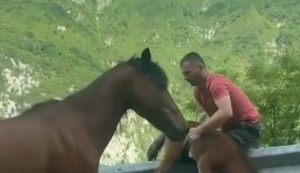 Trenutak spasavanja ždrebeta pored puta