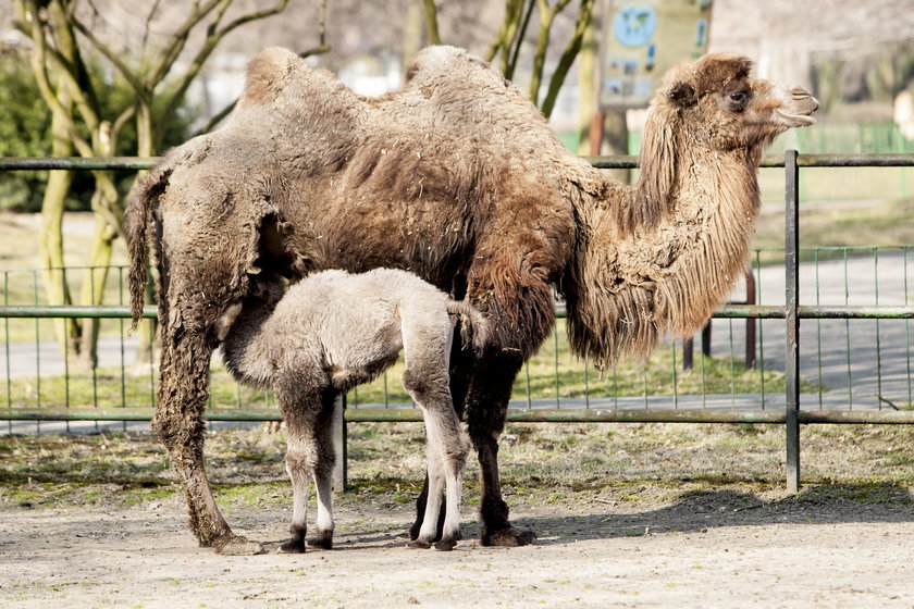 Wiosna w zoo