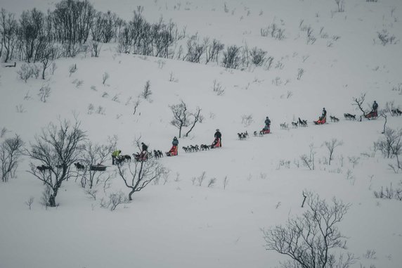 Psie zaprzęgi - kieruneknorwegia.pl