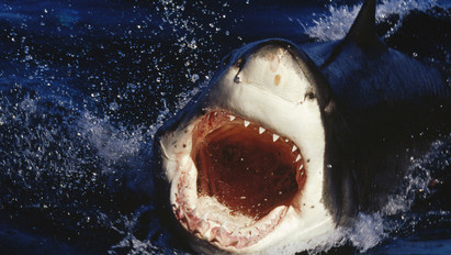 Vajon tényleg agresszívvá válnak a cápák a vértől? Ebből a videóból kiderül az igazság!