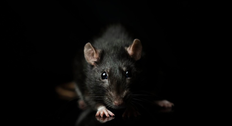 Rats are one of several species that will likely thrive in a warming world.Jagoda Matejczuk / 500px/Getty Images