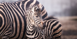 We wrocławskim zoo urodziła się zebra. To zagrożony gatunek