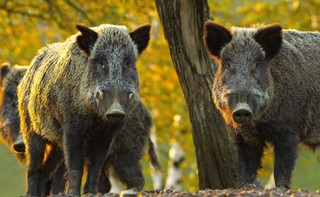 Z budżetu gminy nie wolno finansować pomocy dzikim zwierzętom