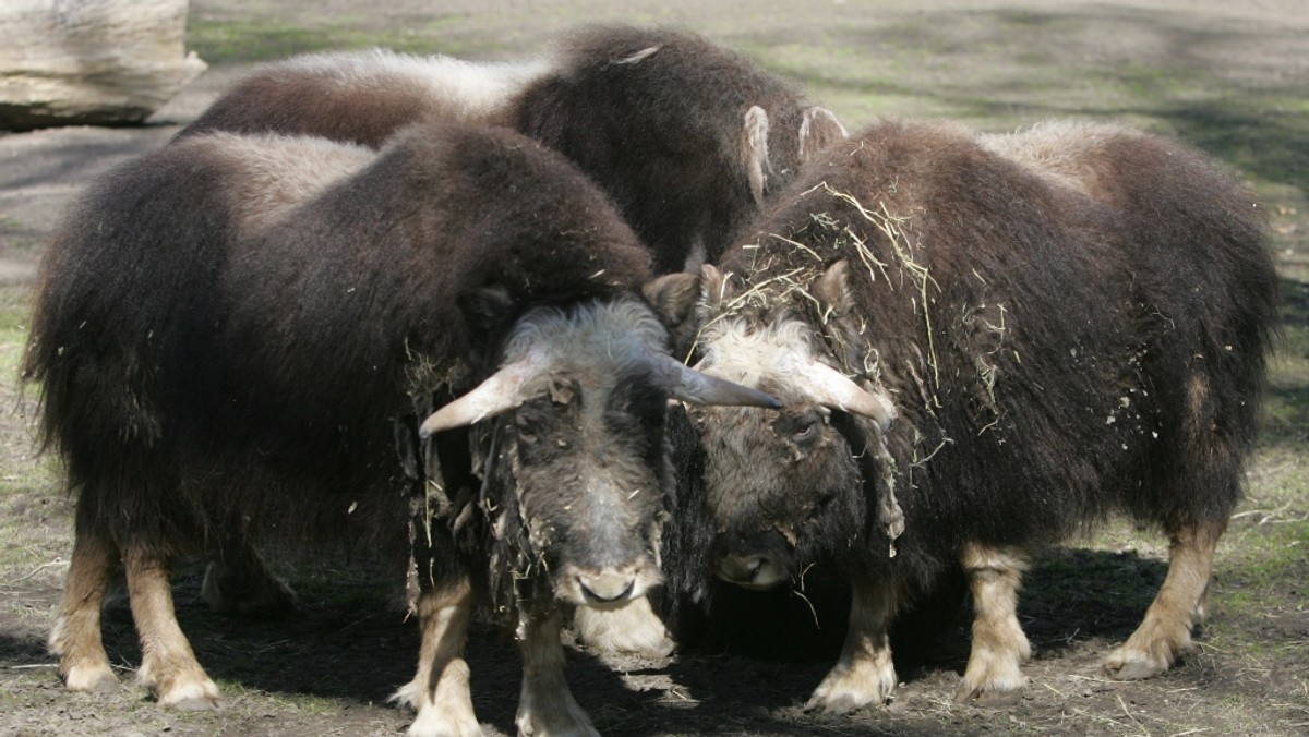 WARSZAWA ZOO WOŁY PIŻMOWE