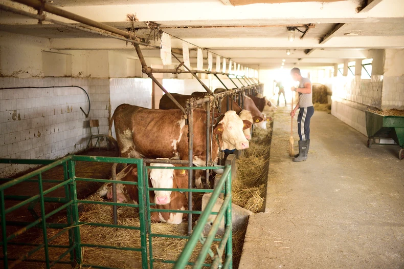 Najbolji u govedarstvu