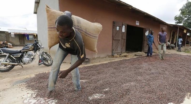 A man carries a cocoa bag while walking over cocoa beans left out to dry in Niable, at the border between Ivory Coast and Ghana, June 19, 2014. Picture taken June 19, 2014.    REUTERS/Thierry Gouegnon