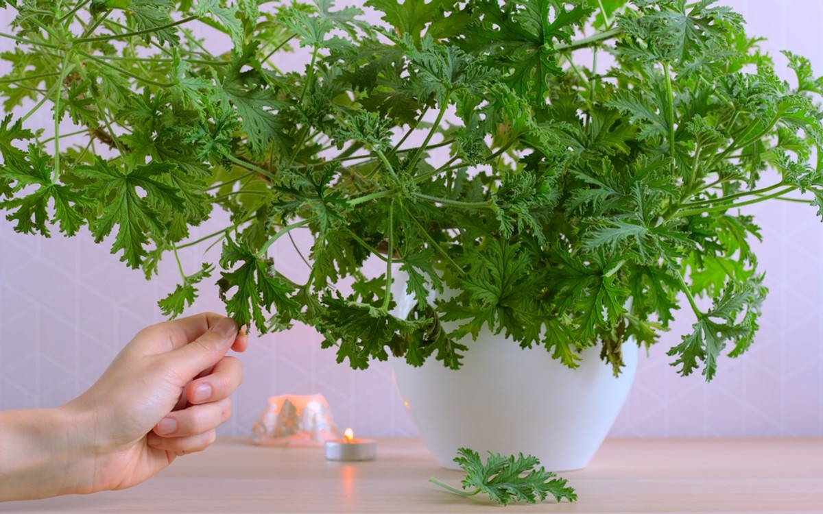 Pelargonia pachnąca, zwana anginką