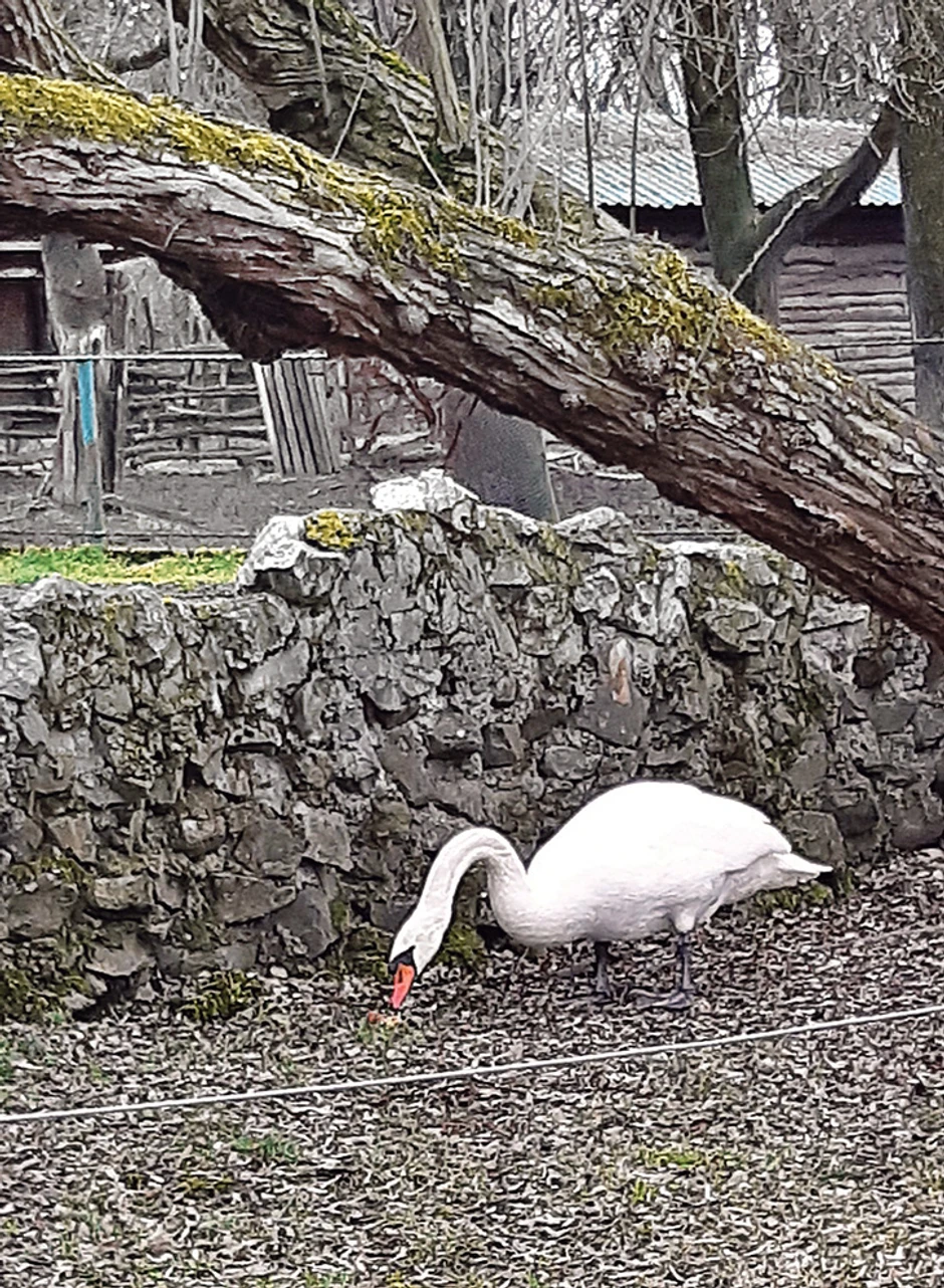 I nakon što mu je zarasla rana i mogao je u prirodu, labud se vratio svojim spasiteljima 