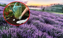 Czym nawozić lawendę? Wypróbuj ten odpad z kuchni, a efekty cię zaskoczą