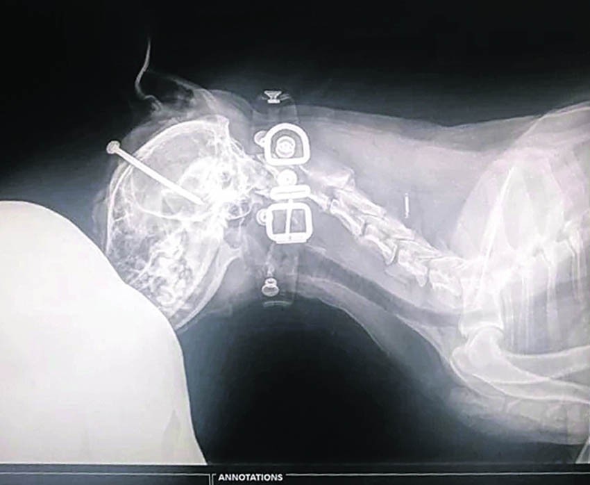 zakucao psu ekser u glavu