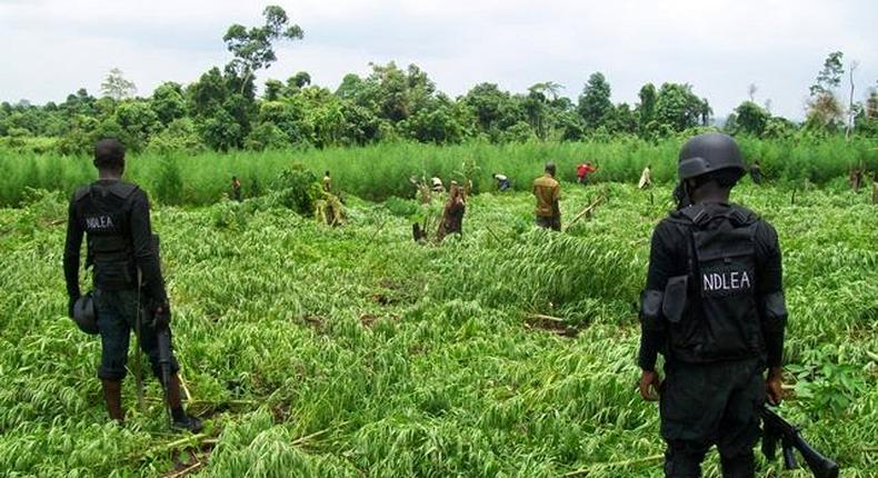 Marijuana is a banned substance in Nigeria, but Governor Akeredolu believes there are benefits that the government can tap into [Daily Signpost]