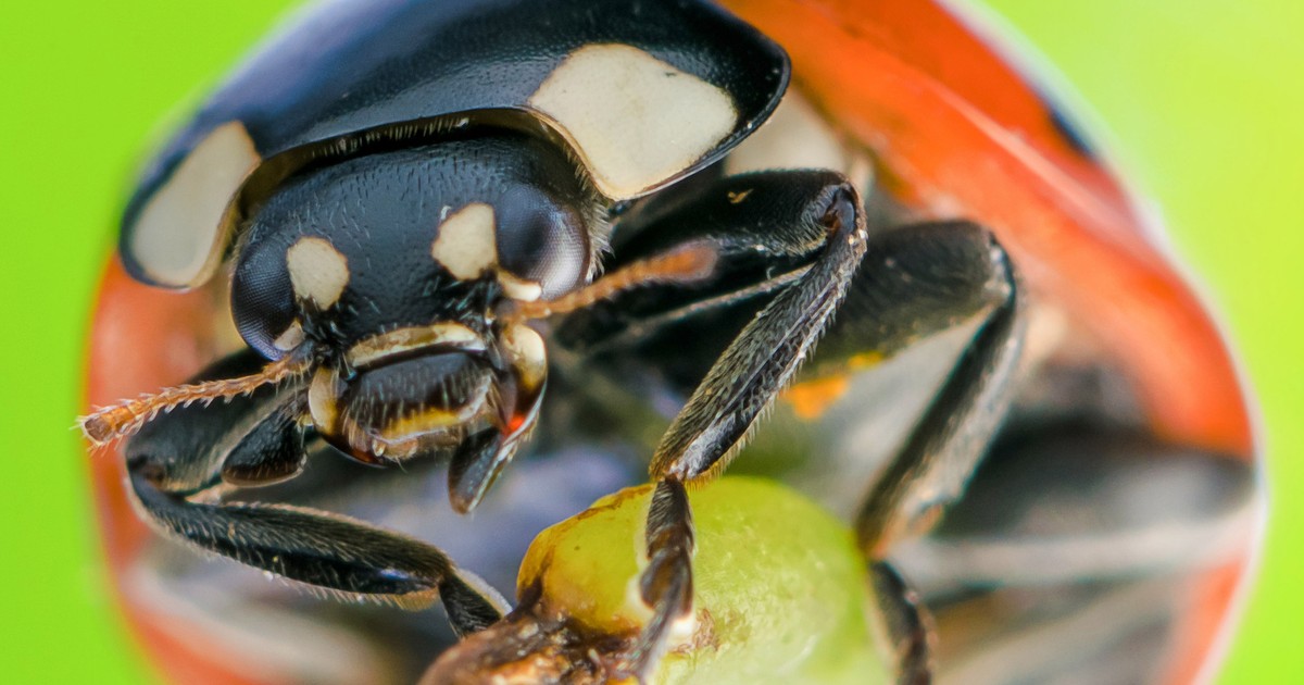 Te owady pojawiają się na ścianach i oknach. Niektóre w wielkich chmarach. "Zostawcie w spokoju"