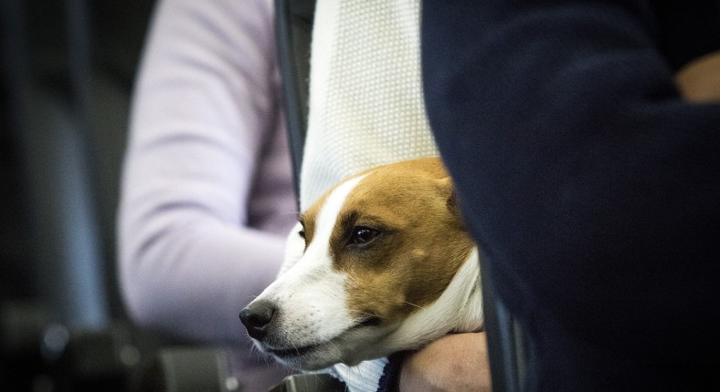 A dog pictured on on airplane. This is not the missing dog Winston.