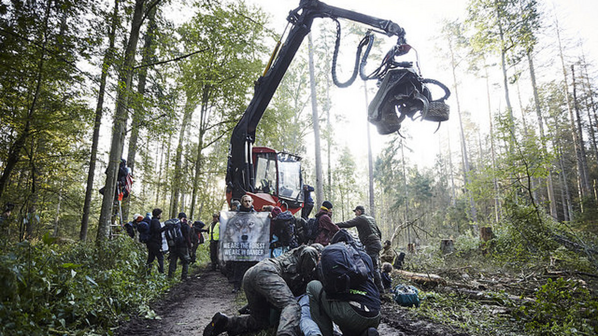 Adam Wajrak komentuje raport IUCN na temat wycinki w Puszczy Białowieskiej