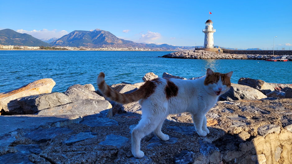 Turcja jest rajem dla kotów