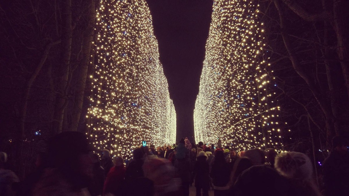 Wyjątkowa iluminacja w Gdańsku. Park Oliwski jak z bajki