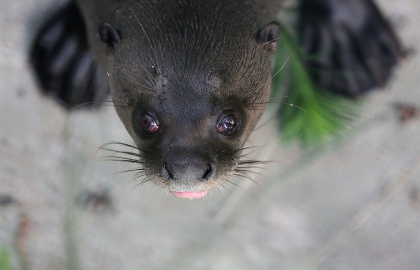 Zakochane wydry mieszkają w łódzkim zoo. Czy będą z tego dzieci? 