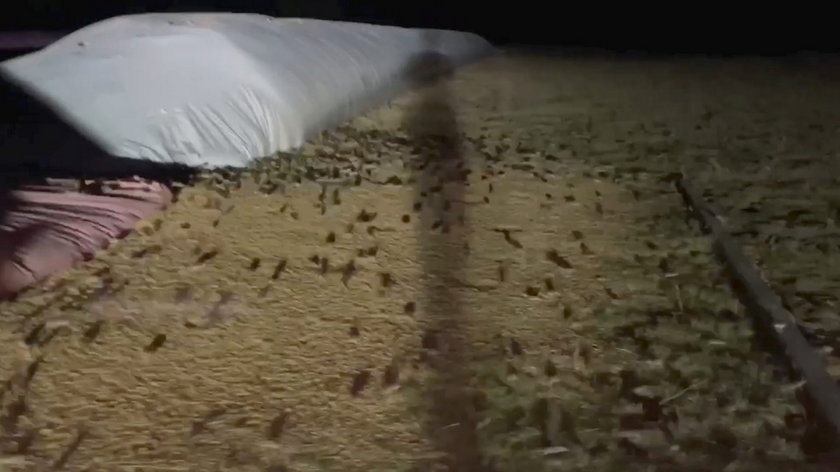 Na zdjęciach: australijscy rolnicy walczący z plagą myszy