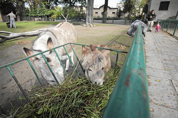 "Nie" dla seksu osłów w poznańskim zoo. Skuteczna interwencja radnej PiS