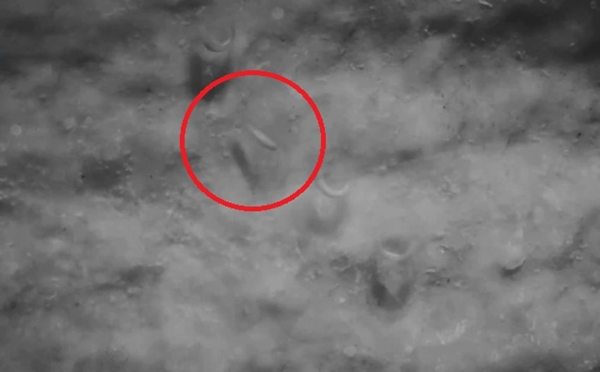 Trenutak kada se izlegla prva čovečija ribica