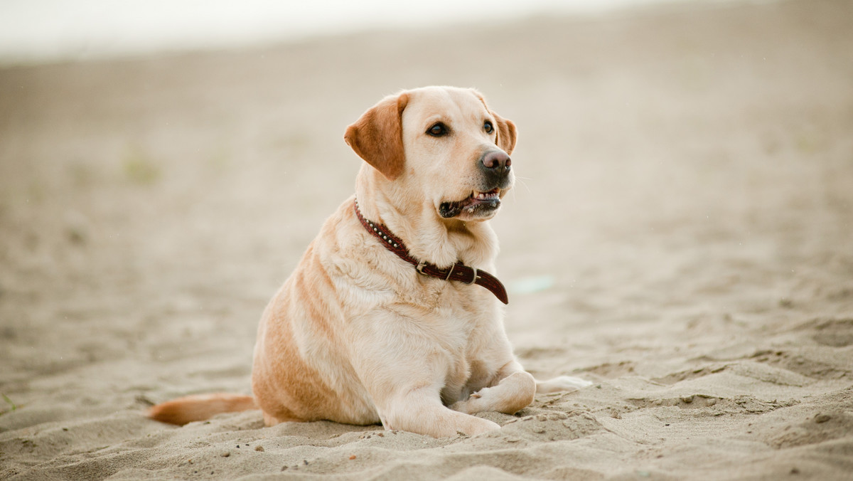 "Tajemnicza choroba" atakuje brytyjskie psy. Zaczęło się od spacerów po plaży