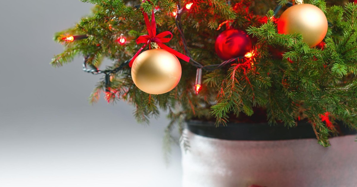 Igły spod choinki nie muszą trafiać do kosza! Dodaj 1 składnik i ciesz się naturalnym detergentem