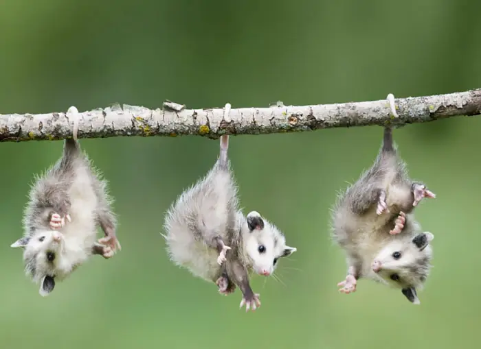 cute-possums-221__700