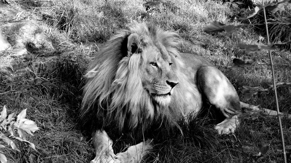 Nie żyje lew Bolek. Był ikoną zoo z Chorzowa